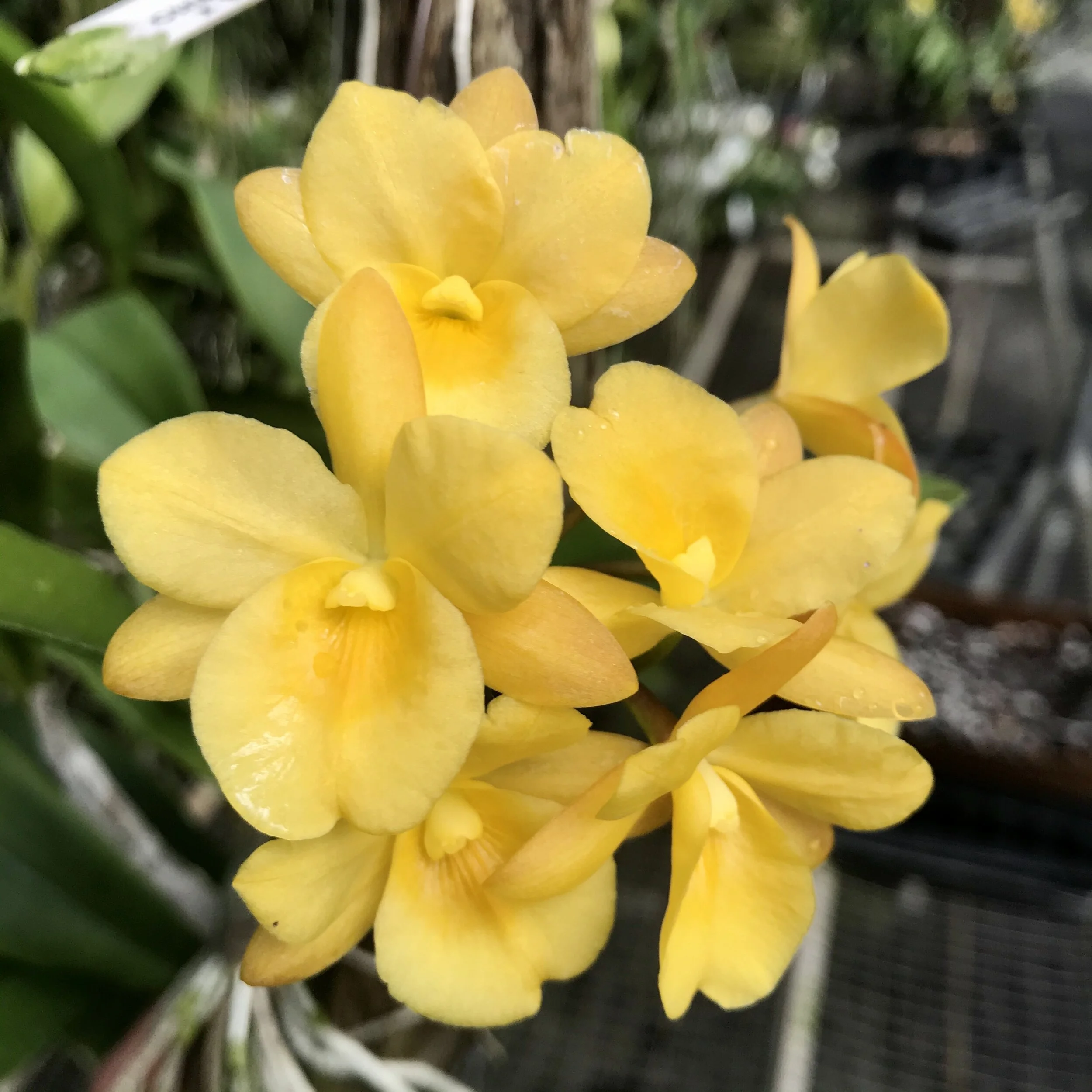 Ctna. Why Not (Yellow Form) — Palmer Orchids